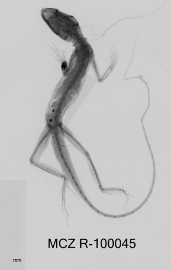 Media type: image;   Herpetology R-100045 Aspect: dorsoventral x-ray